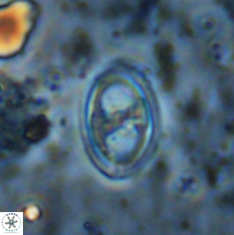 Amphizygus megalops 38863