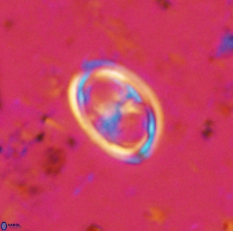 Amphizygus megalops 38874