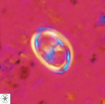 Amphizygus megalops 38874