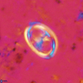 Amphizygus megalops 38875