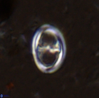 Amphizygus megalops 38870