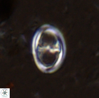 Amphizygus megalops 38870