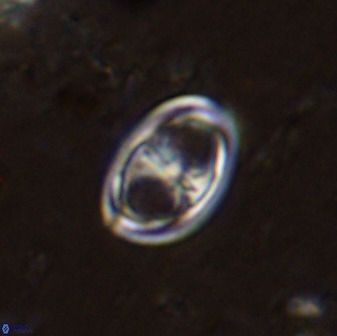 Amphizygus megalops 38871