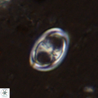 Amphizygus megalops 38871