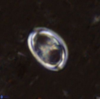 Amphizygus megalops 38873