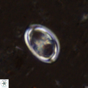 Amphizygus megalops 38873