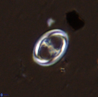 Amphizygus megalops 38915