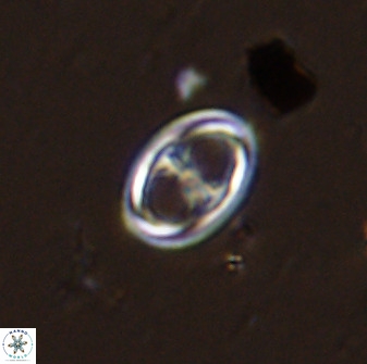 Amphizygus megalops 38915