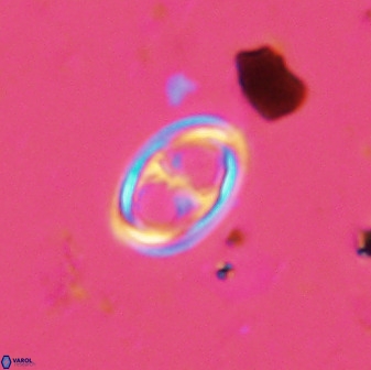 Amphizygus megalops 38916