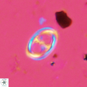 Amphizygus megalops 38916