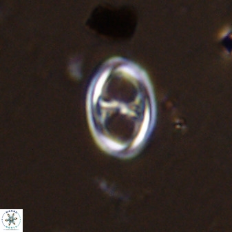 Amphizygus megalops 38919
