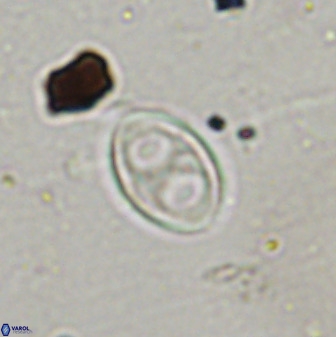 Amphizygus megalops 38925