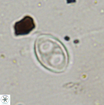 Amphizygus megalops 38925