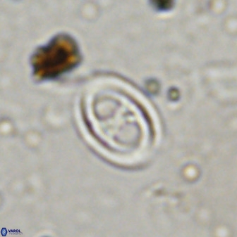 Amphizygus megalops 38926