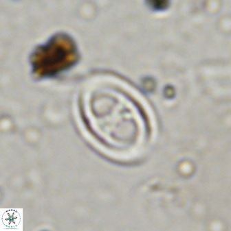 Amphizygus megalops 38926