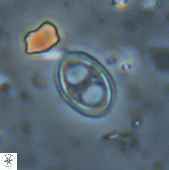 Amphizygus megalops 38927