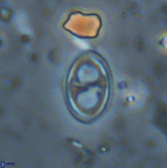Amphizygus megalops 38928