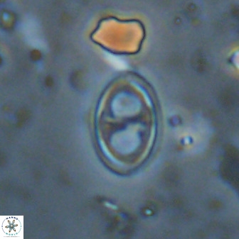Amphizygus megalops 38928