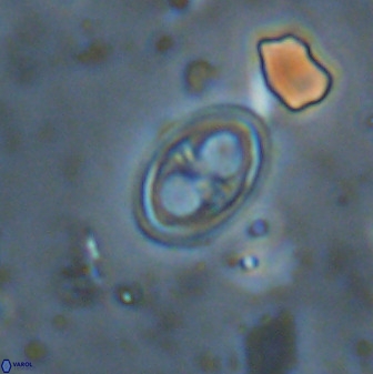 Amphizygus megalops 38929