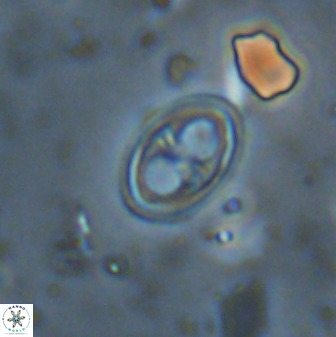 Amphizygus megalops 38929