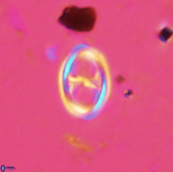 Amphizygus megalops 38920