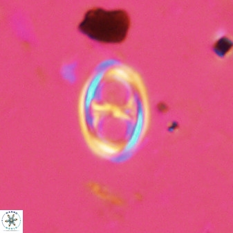 Amphizygus megalops 38920