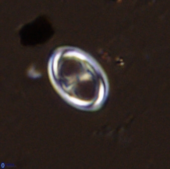 Amphizygus megalops 38921