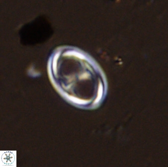 Amphizygus megalops 38921