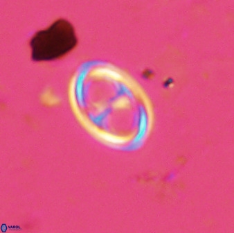 Amphizygus megalops 38922