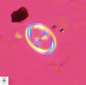 Amphizygus megalops 38922