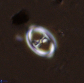 Amphizygus megalops 38923