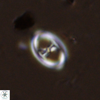 Amphizygus megalops 38923