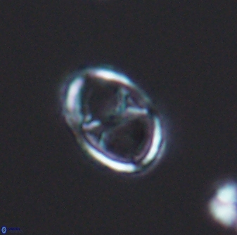 Amphizygus megalops 8755