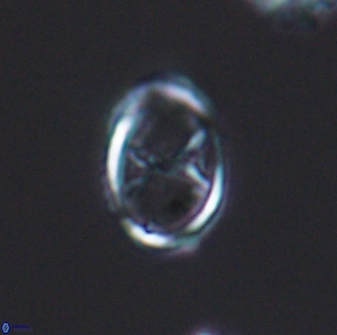 Amphizygus megalops 8756