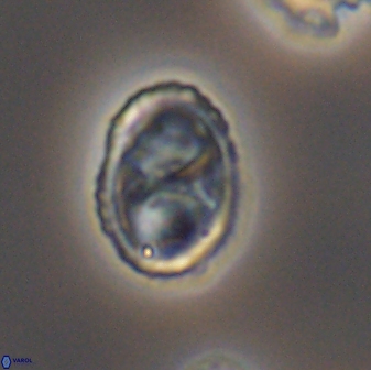 Amphizygus megalops 8760
