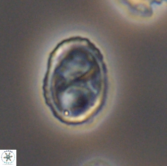 Amphizygus megalops 8760