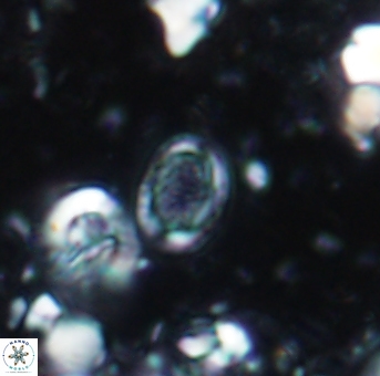 Amphizygus minimus 1543