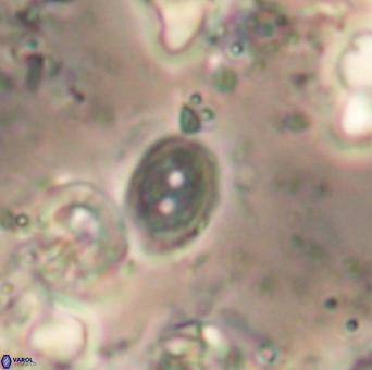 Amphizygus minimus 1540