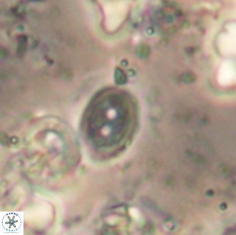 Amphizygus minimus 1540
