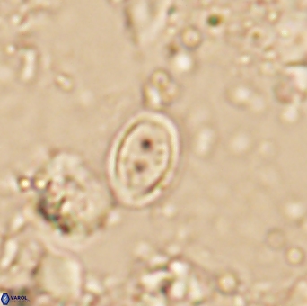 Amphizygus minimus 1542