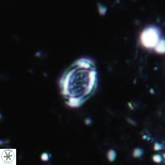 Amphizygus minimus 885