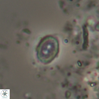 Amphizygus minimus 887