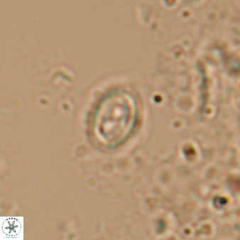 Amphizygus minimus 888