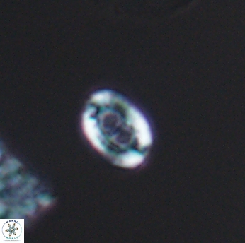 Amphizygus minimus 9774