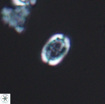 Amphizygus minimus 9778