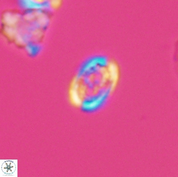 Amphizygus minimus 9779