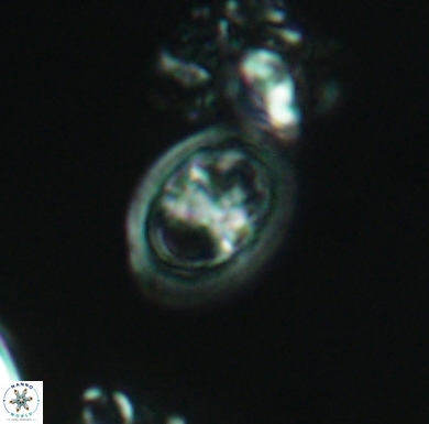 Amphizygus brooksii nanus 4334