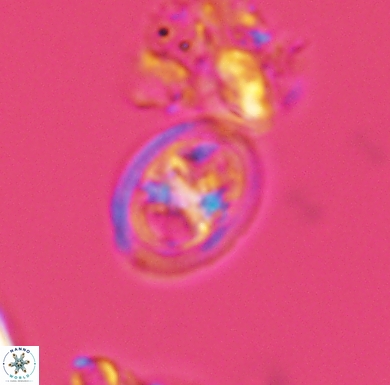 Amphizygus brooksii nanus 4335