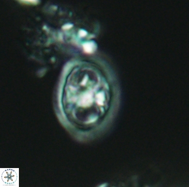 Amphizygus brooksii nanus 4336