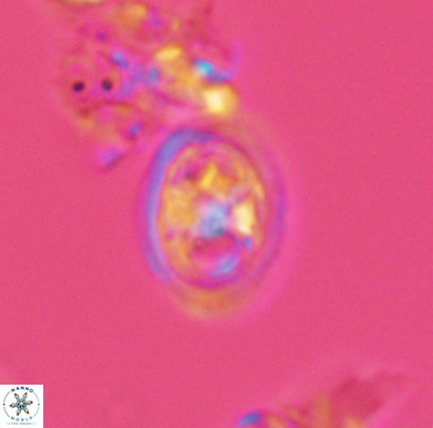 Amphizygus brooksii nanus 4337